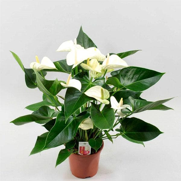 Anthurium (White) - Plant