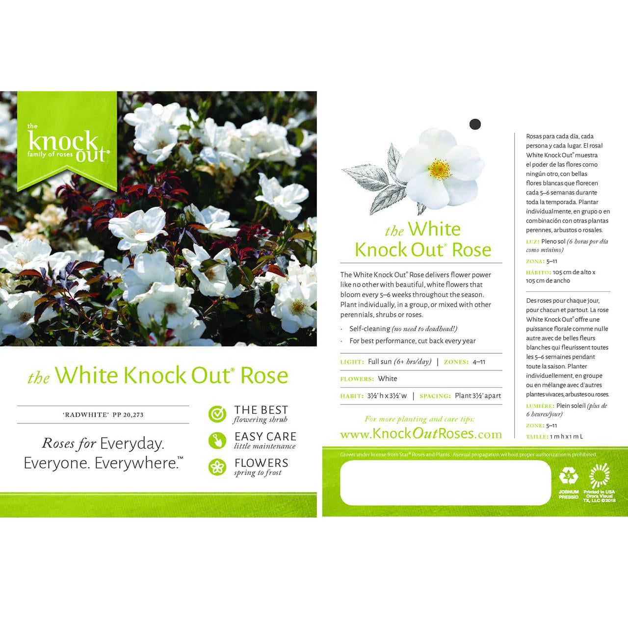 The White Knock Out® Rose Plant with Pure White Blooms 1 Gallon