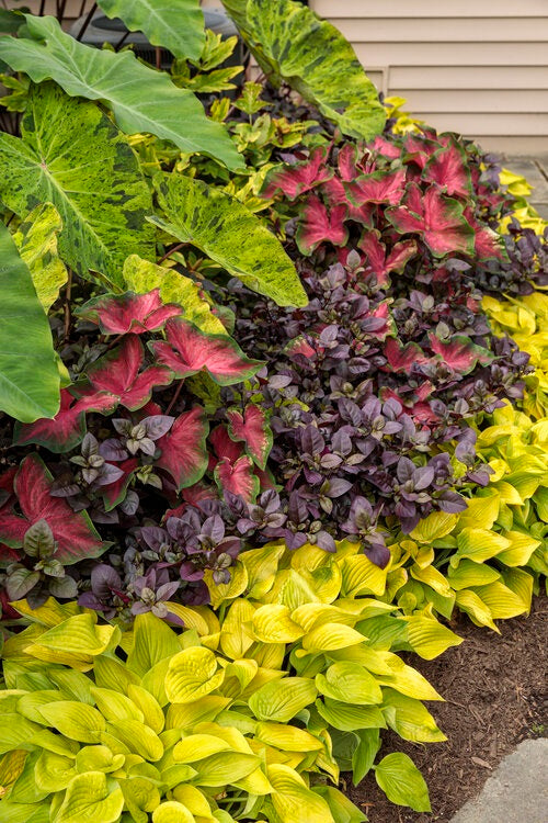 4.5 inch. Quart Heart to Heart Heart's Delight (Caladium) Live Plant， Red Foliage