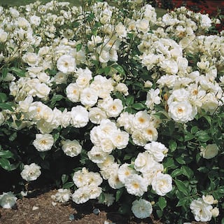 Spring Hill Nurseries Iceberg Floribunda Own Root Rose Dormant Bare Root Plant (1-Pack) 86349