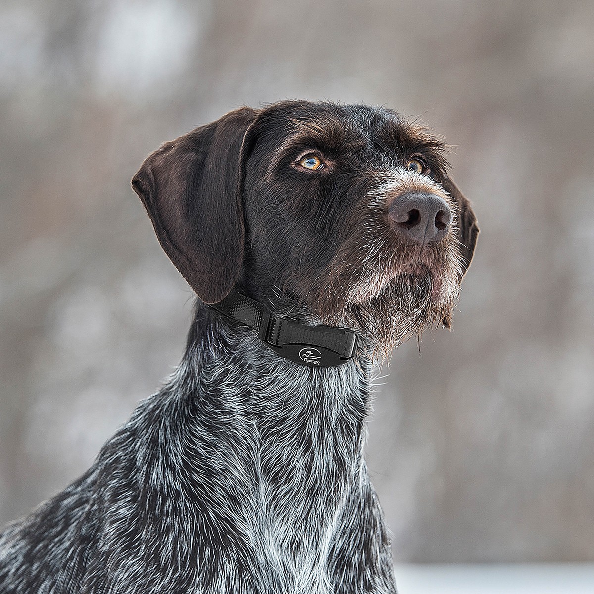 SportDOG NoBark SBC-8 Bark Collar