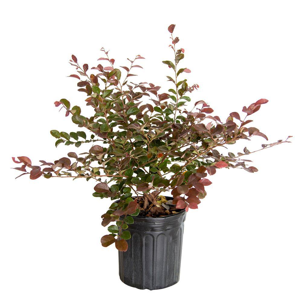 FLOWERWOOD 2.5 Qt - Ruby Loropetalum - Live Evergreen Shrub with Purple Foliage 3979Q