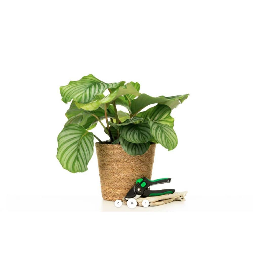 PROVEN WINNERS 7 in. PW Leafjoy Orbifolia Calathea Live Indoor Plant in Seagrass Pot PWORC7SEA1PK