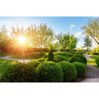 BELL NURSERY 2 Gal. Green Velvet Boxwood (Buxus) Live Evergreen Shrub BUXUS2GRE1PK