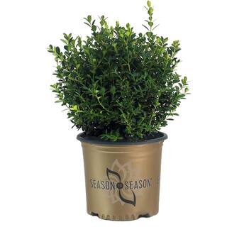 SEASON TO SEASON 1 Gal. Baby Gem Boxwood Shrub 18586