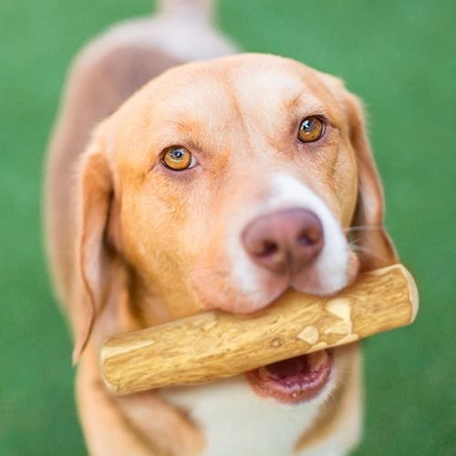 peaksNpaws All natural Caffine free Large dog Coffee Wood Chews Treat