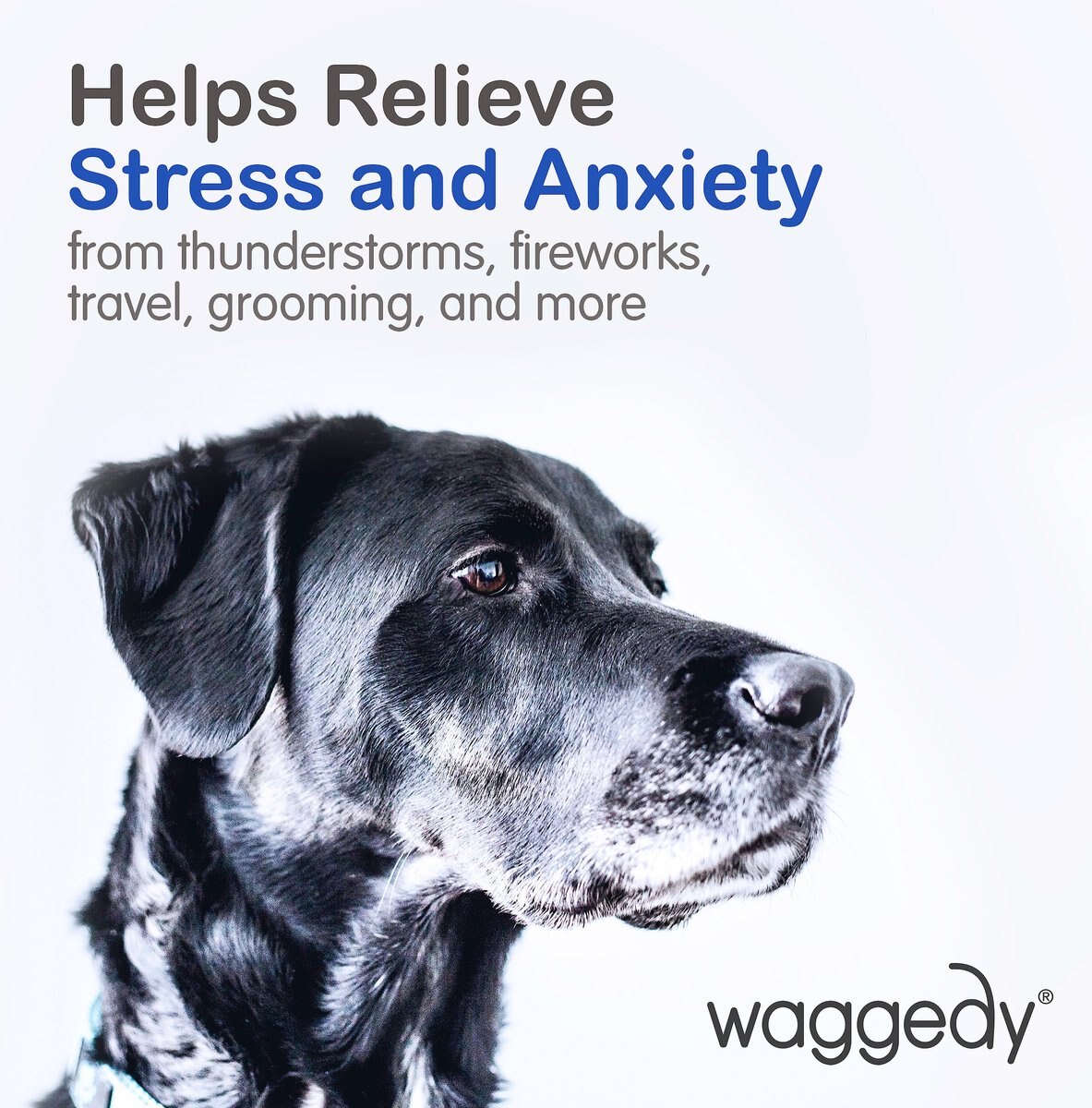 waggedy Calm Stress and Anxiety Relief Melatonin Dog Supplement