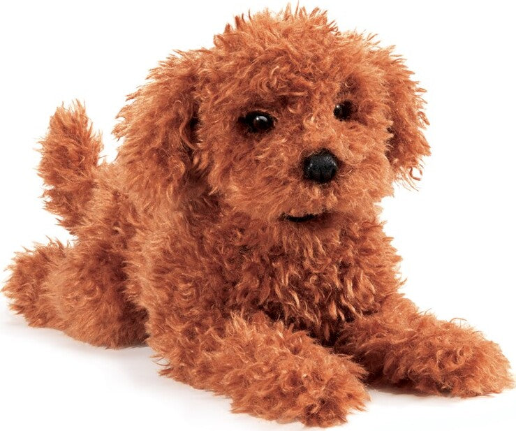 Toy Poodle Puppy