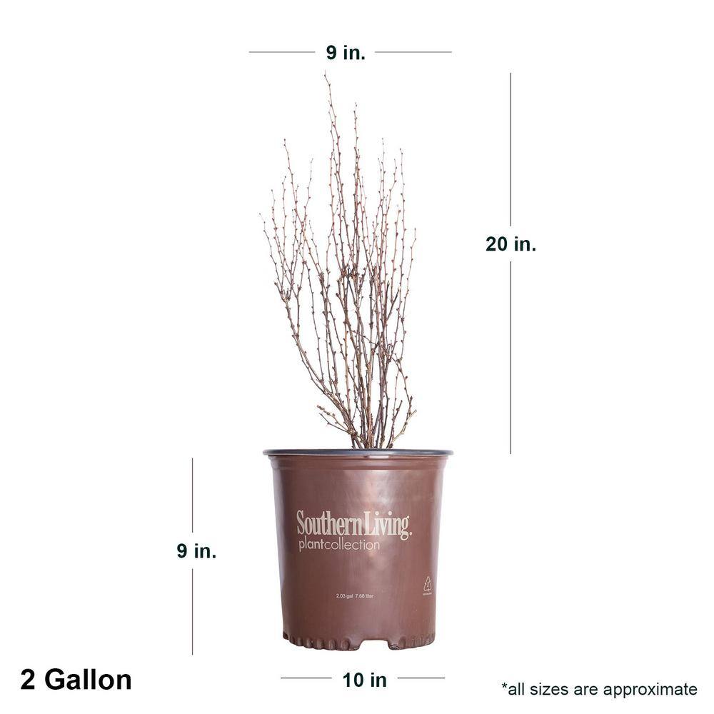SOUTHERN LIVING 2 Gal. Orange Rocket Barberry Live Deciduous Shrub Coral to Ruby Red Foliage 04332