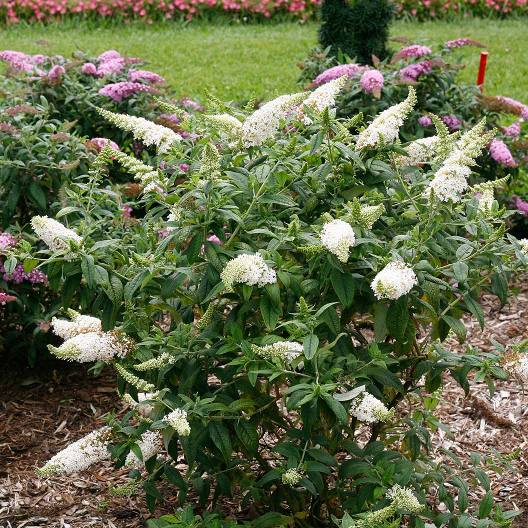 Pugster White® Butterfly Bush