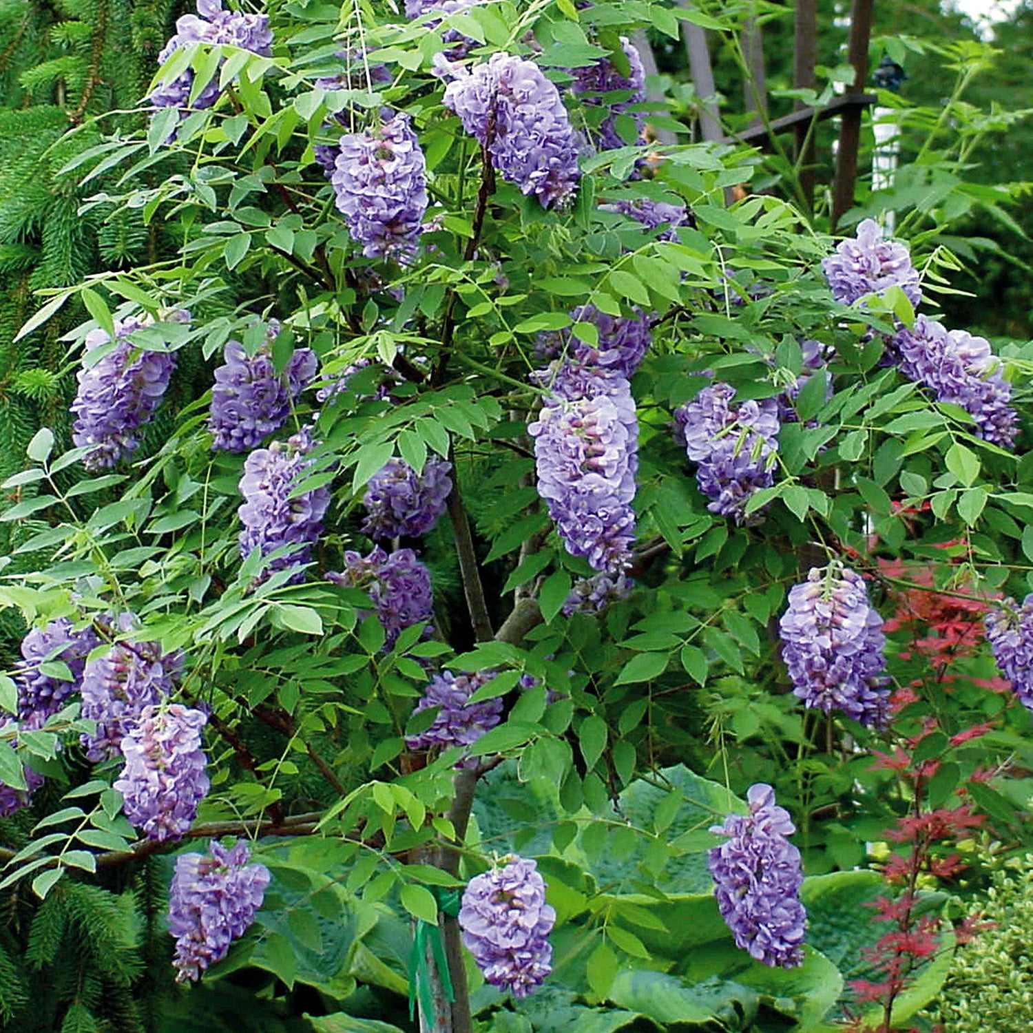 Amethyst Falls Wisteria (2.5 Gallon) Flowering Deciduous Vine with Lavender-Purple Blooms - Full Sun to Part Shade Live Outdoor Plant