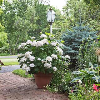 Endless Summer 2 Gal. Blushing Bride Reblooming Hydrangea Flowering Shrub White to Blush Pink Flowers 14758