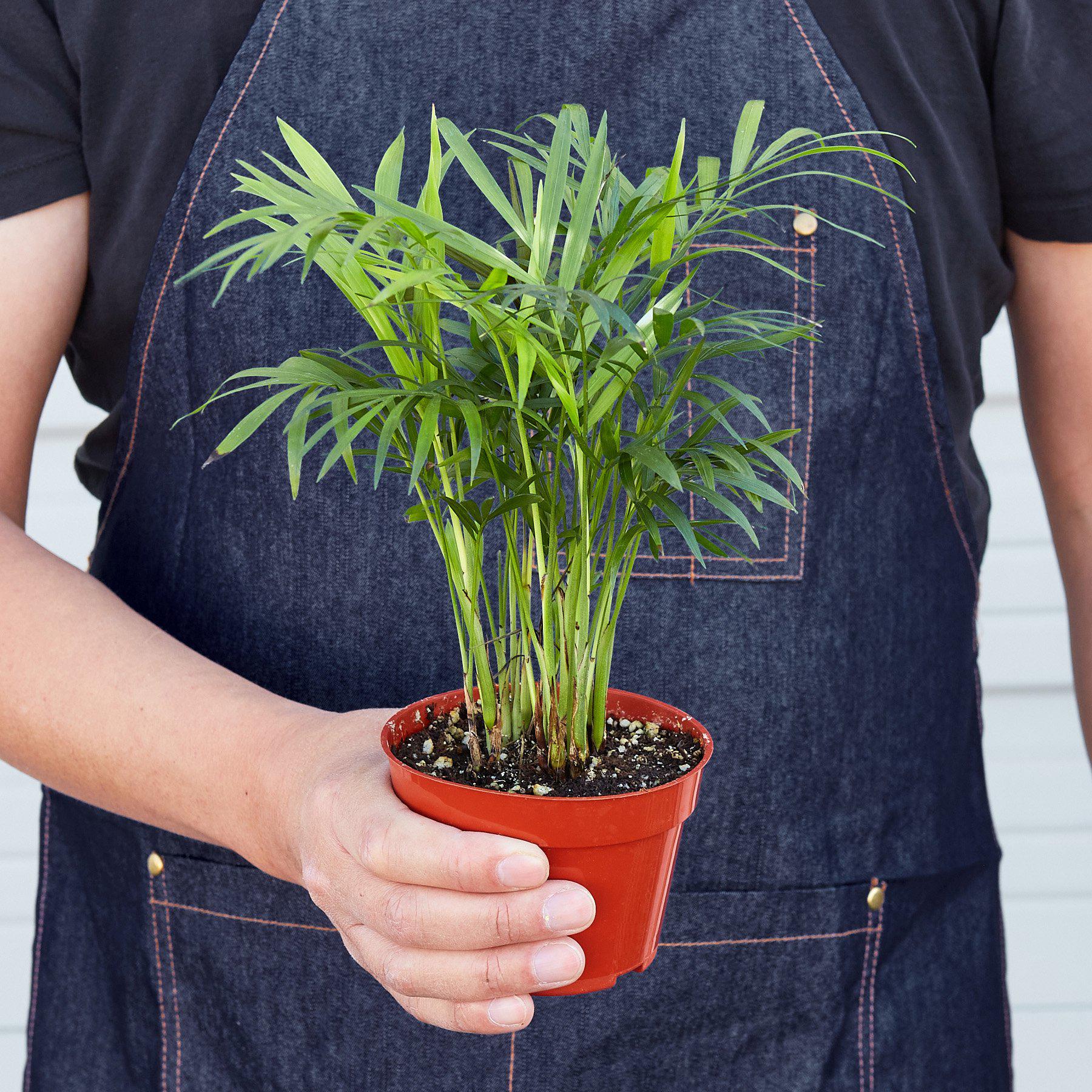 Black Cylinder / 4" Pot