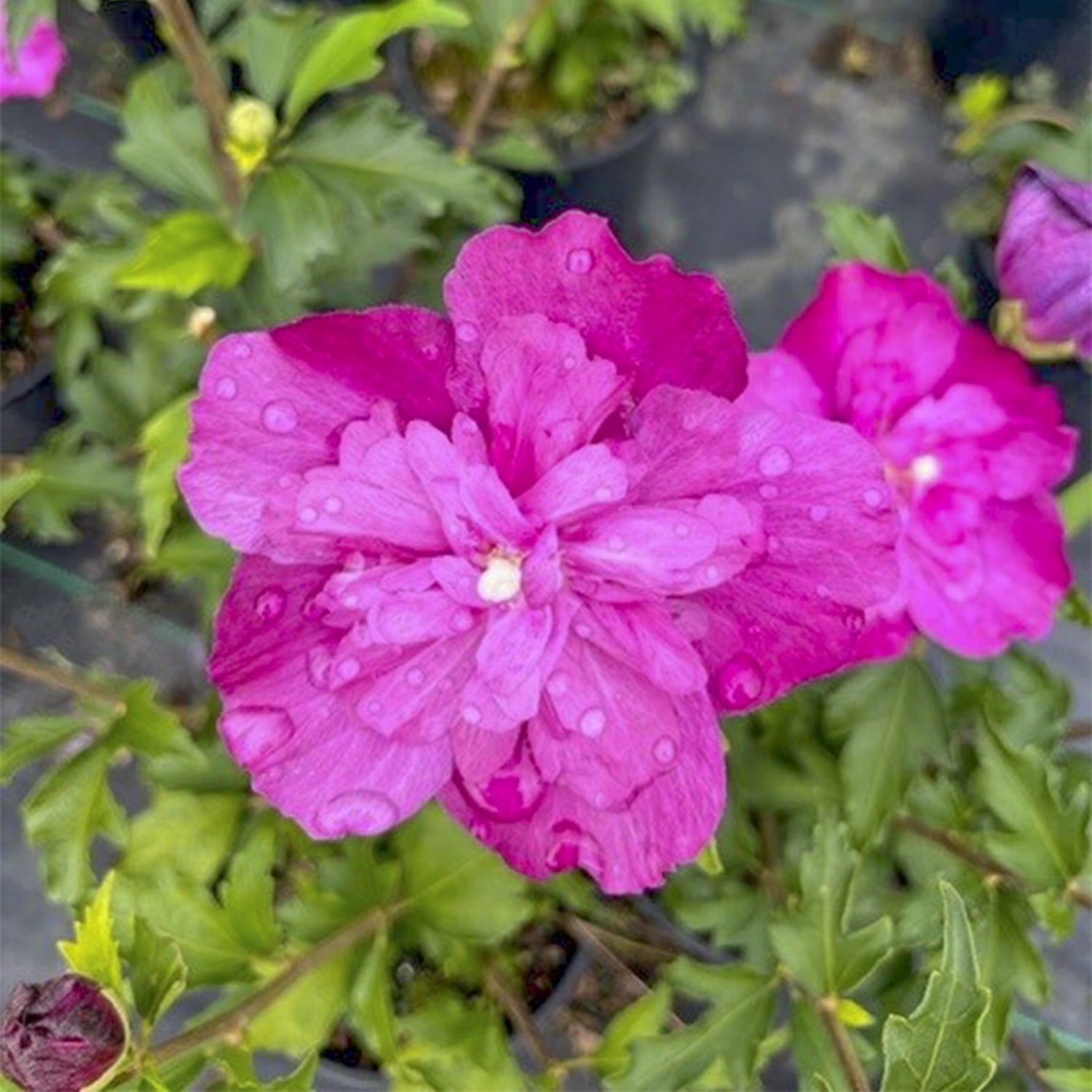 Raspberry Smoothie Rose of Sharon Althea Deciduous Flowering Shrub， grown in a 2.50 quart pot (1-Pack)