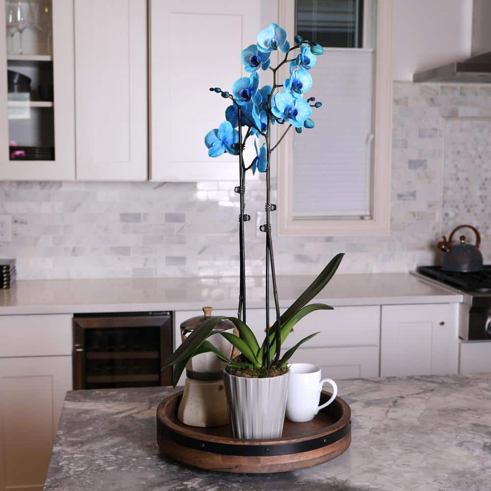 Just Add Ice Premium Orchid (Phalaenopsis) Watercolor Blue Plant in 5 in. Grey Ceramic Pottery J5016