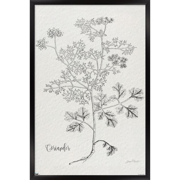 Trends International Jean Plout Botanical Studies On Paper Coriander Framed Wall Poster Prints