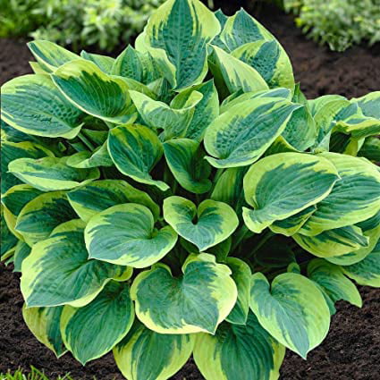 Hosta 'Wide Brim'