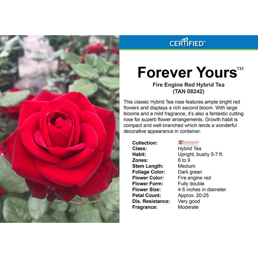 My Bouquet 2 Gal. Forever Yours Rose with Red Flowers 17521