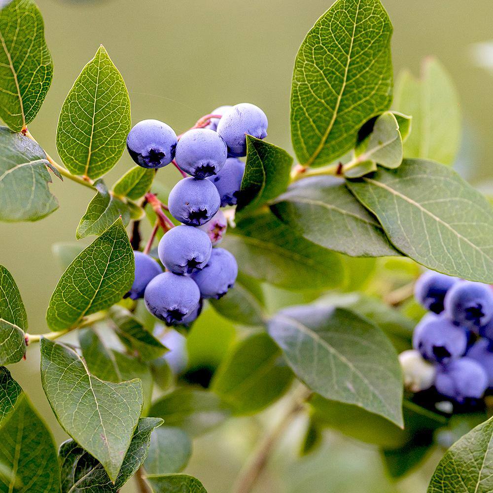 5 Gal. Chandler Northern Highbush Blueberry Tree BLUCHD05G