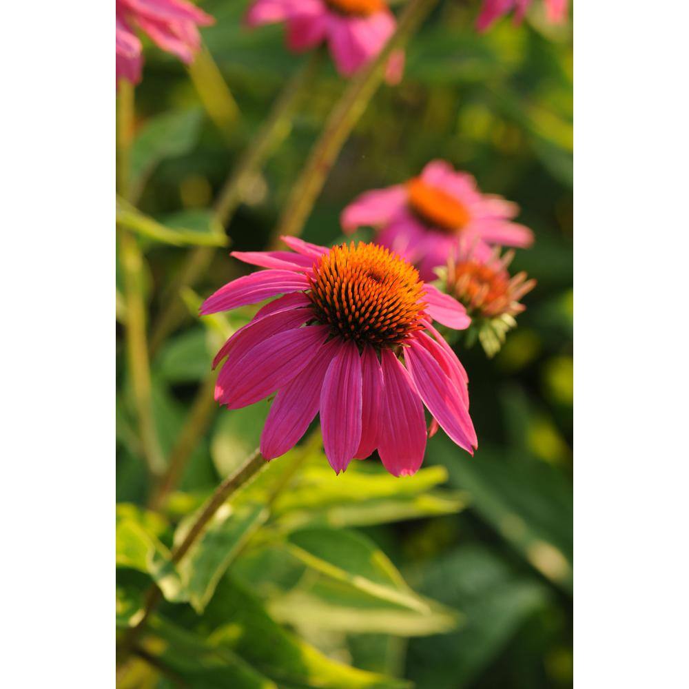 BELL NURSERY 2 Gal. Color Pot Echinacea Purple Live Perennial Plant (1-Pack) CNFLW2PUR1PK