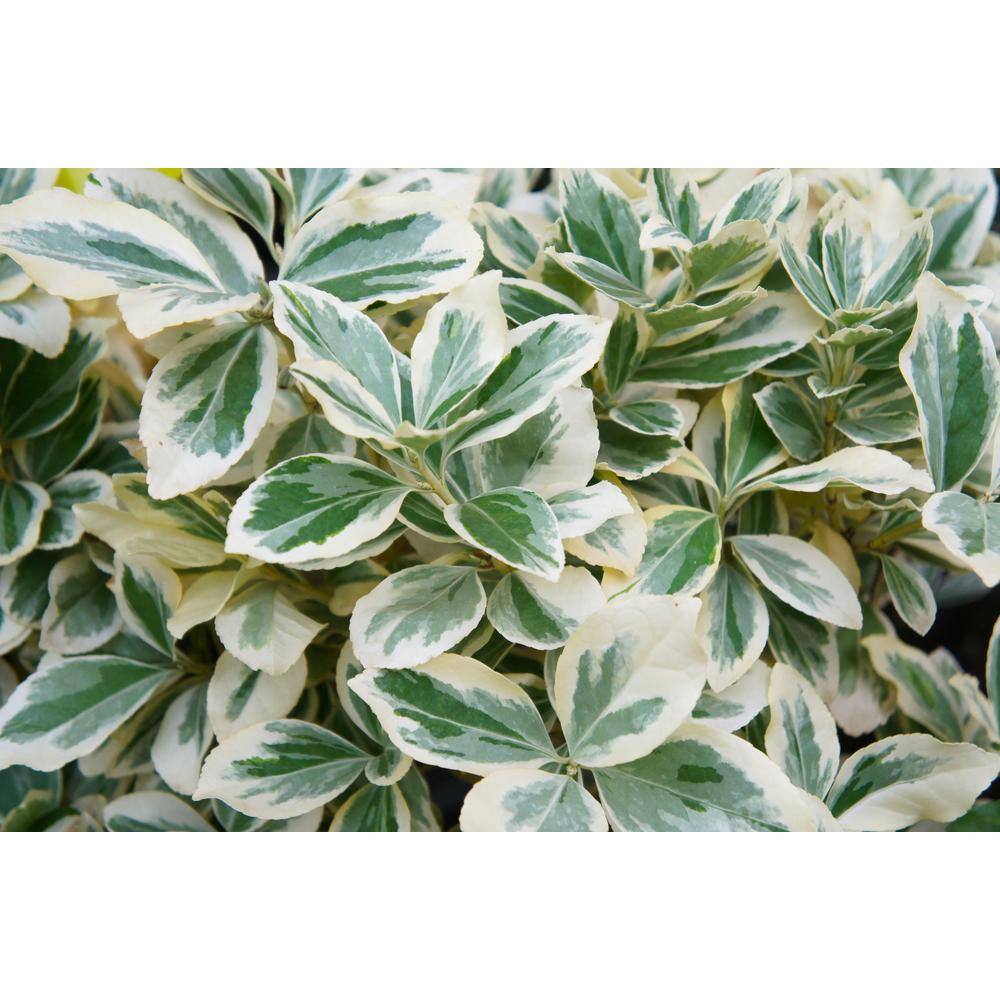 Online Orchards 1 Gal. Emerald Gaiety Euonymus Shrub Silver Trimmed Leaves and Pink Fall Color SBEU005