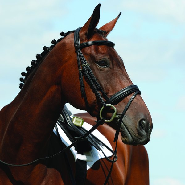 Collegiate Syntovia+ Padded Raised Flash Horse Bridle