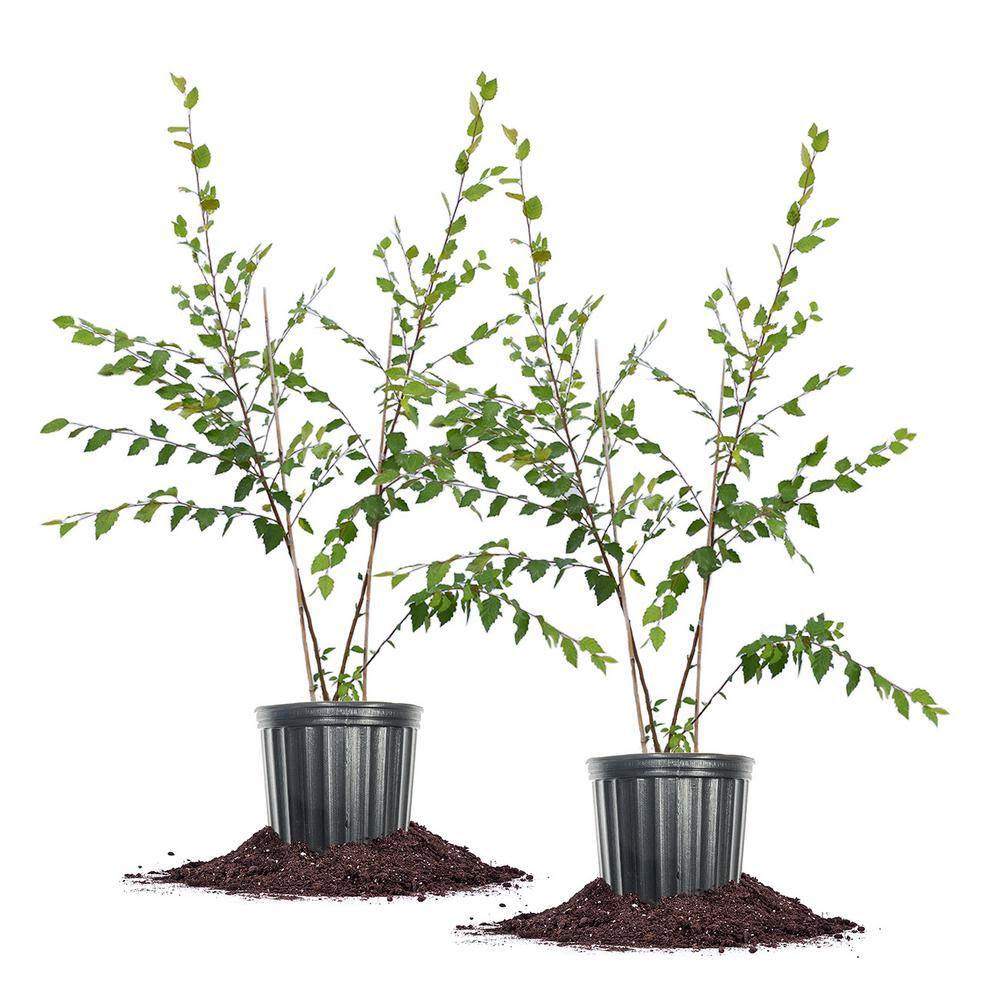Perfect Plants 5 Gal. River Birch Tree (2-Pack) THD00420
