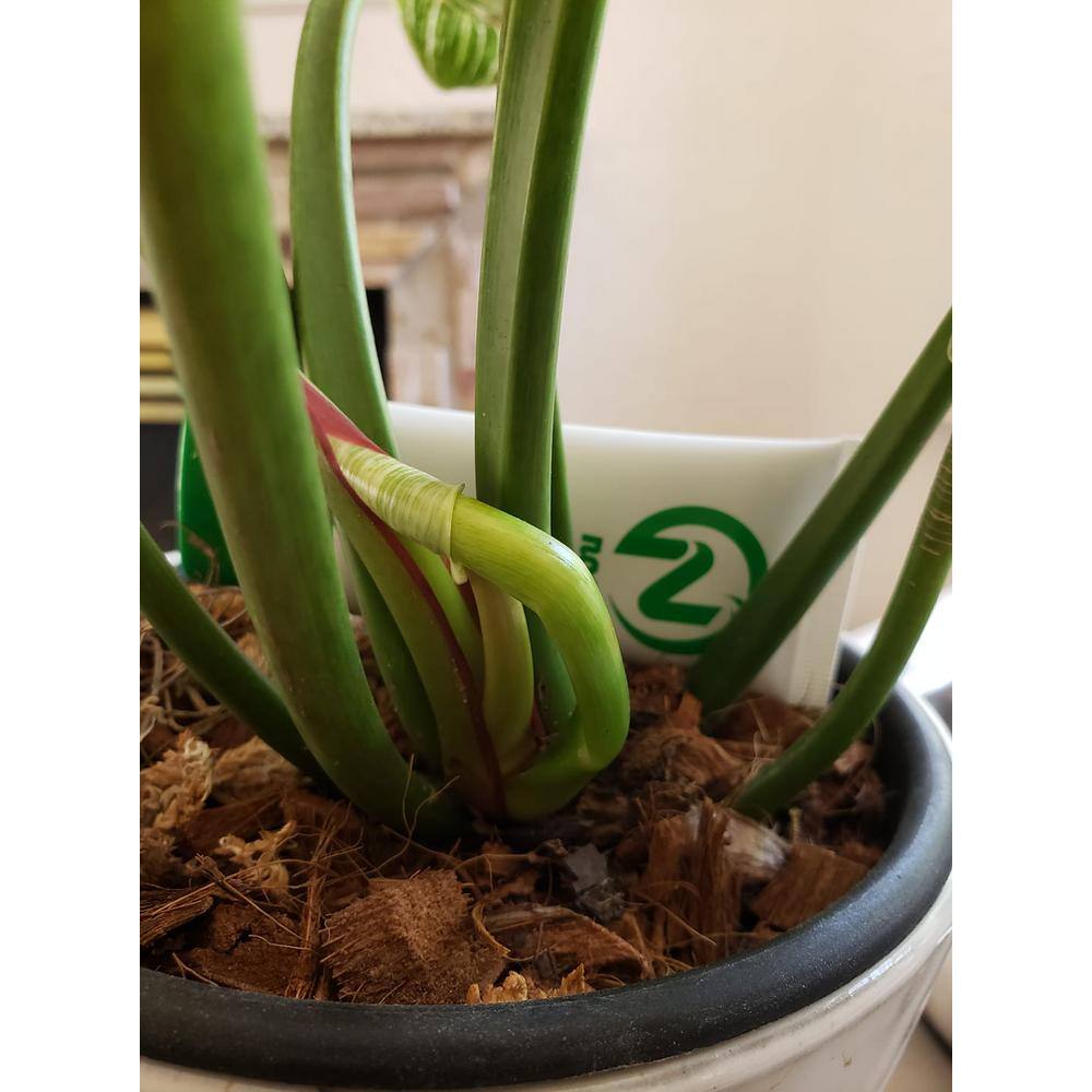 NOOT 8 qt. Organic Coconut Husk Indoor Plant Potting Mix HUSKY-MIX