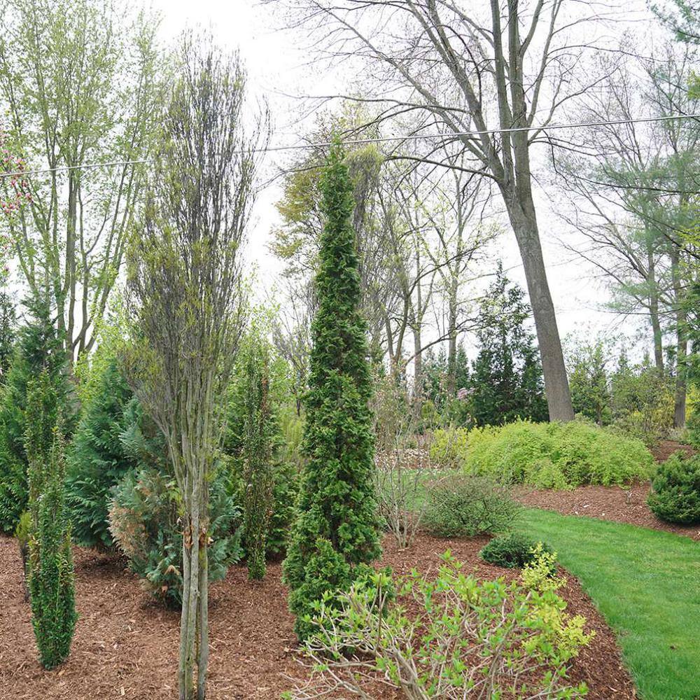 PROVEN WINNERS 1 Gal. Sting Arborvitae (Thuja) Live Plant Shrub Green Foliage THJPRC1086101
