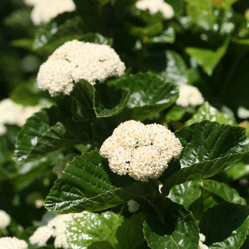 All That Glitters Arrowwood Viburnum Shrub