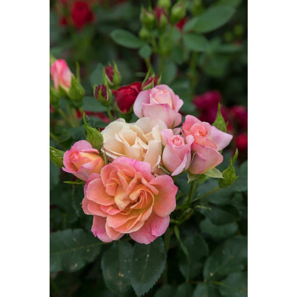 Sunblaze 2.5 In. Sunblaze Peach Mini Rose Bush with Orange-Pink Flowers (3-Pack) HD1614