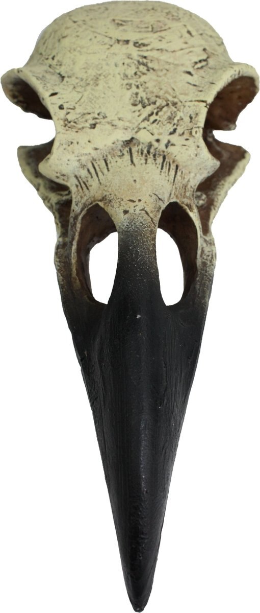 Komodo Raven Skull Aquarium Ornament