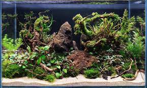 Aquarium Hardscape: SpiderWood (Small 6-10 Inches)