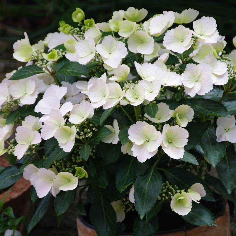 PROVEN WINNERS 2 Gal. Fairytrail Bride Hydrangea Shrub with White Blooms 17517