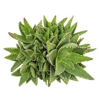 SMART PLANET 1 Gal. Aloe Nobilis - Single 0880122