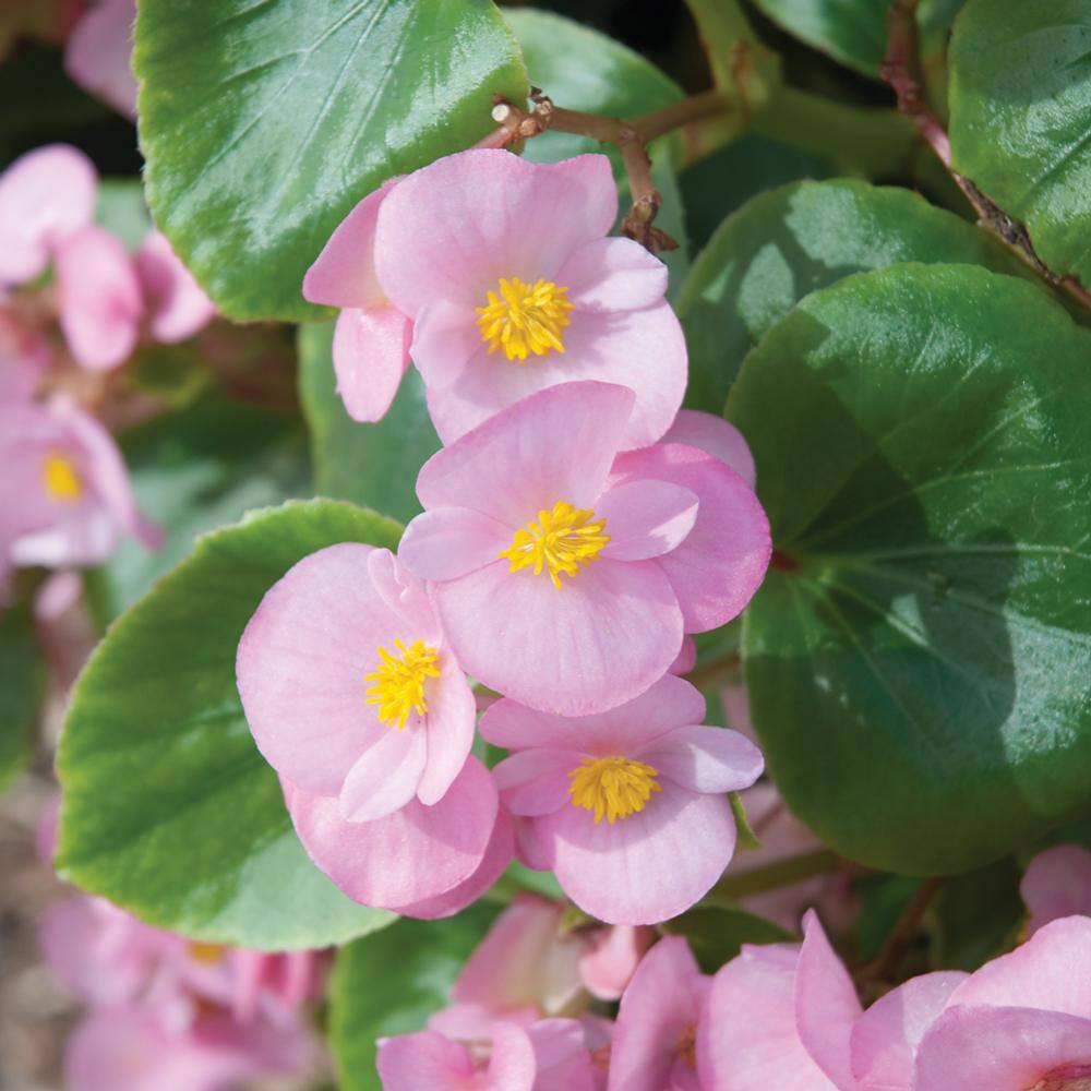 10 in. Green Leaf Pink Begonia Plant (12-Pack) 3798