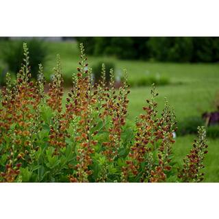 PROVEN WINNERS 3 Gal. Cherries Jubilee Baptisia Live Perennial Plant (1-Pack) BAPTI3CHJ1PK