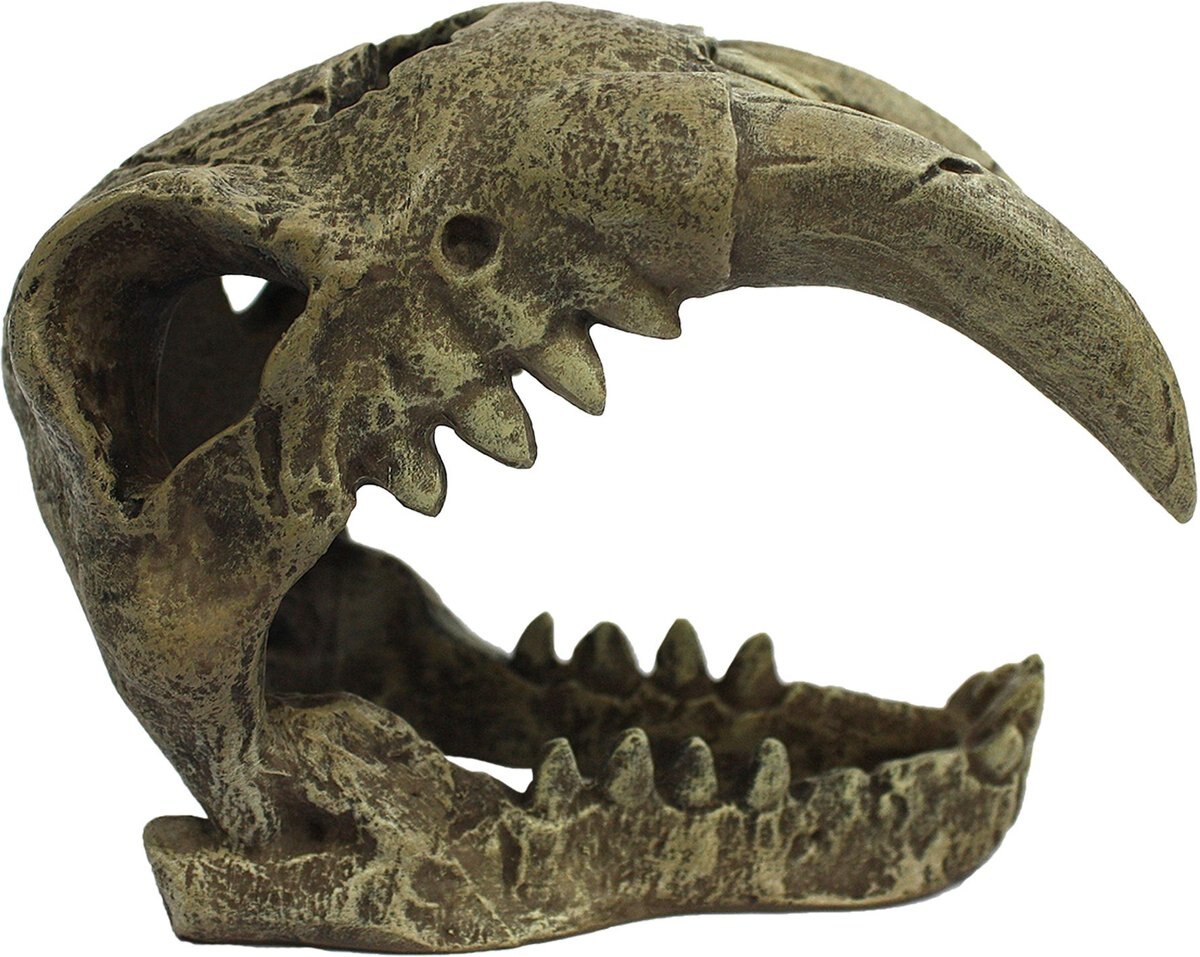 Komodo Large Saber Tooth Skull， Medium