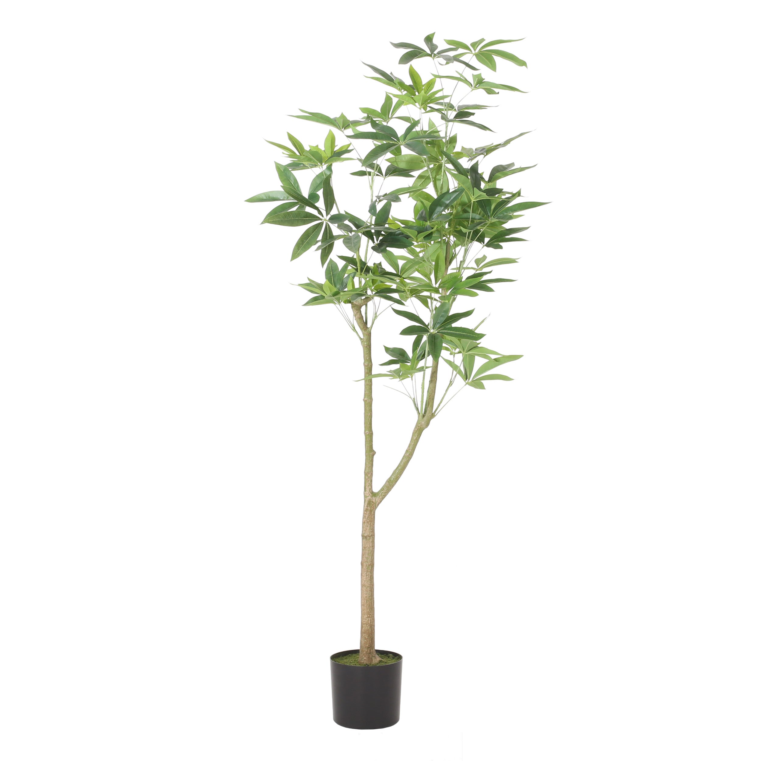 Coles Artificial Money Tree