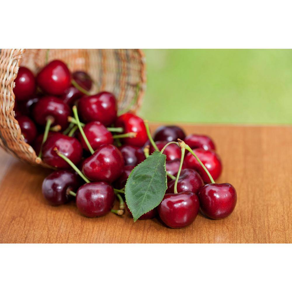 Online Orchards 3 ft. Lapins Cherry Semi Dwarf Tree with Abundant Self Pollinating Fruit FTCH008