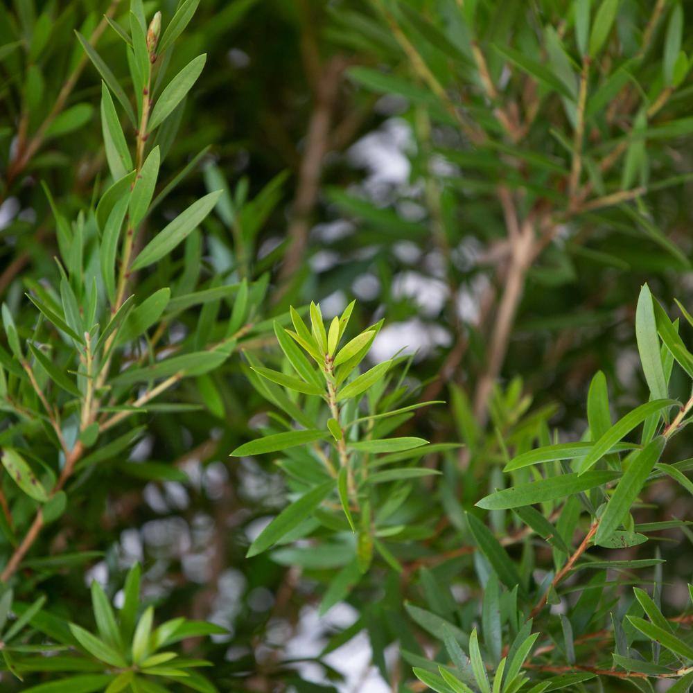 FLOWERWOOD Red Cluster Bottlebrush (Callistemon rigidus) 2.5 Gal Bottlebrush Like Flower Clusters Live Evergreen Accent Shrub 09213FL
