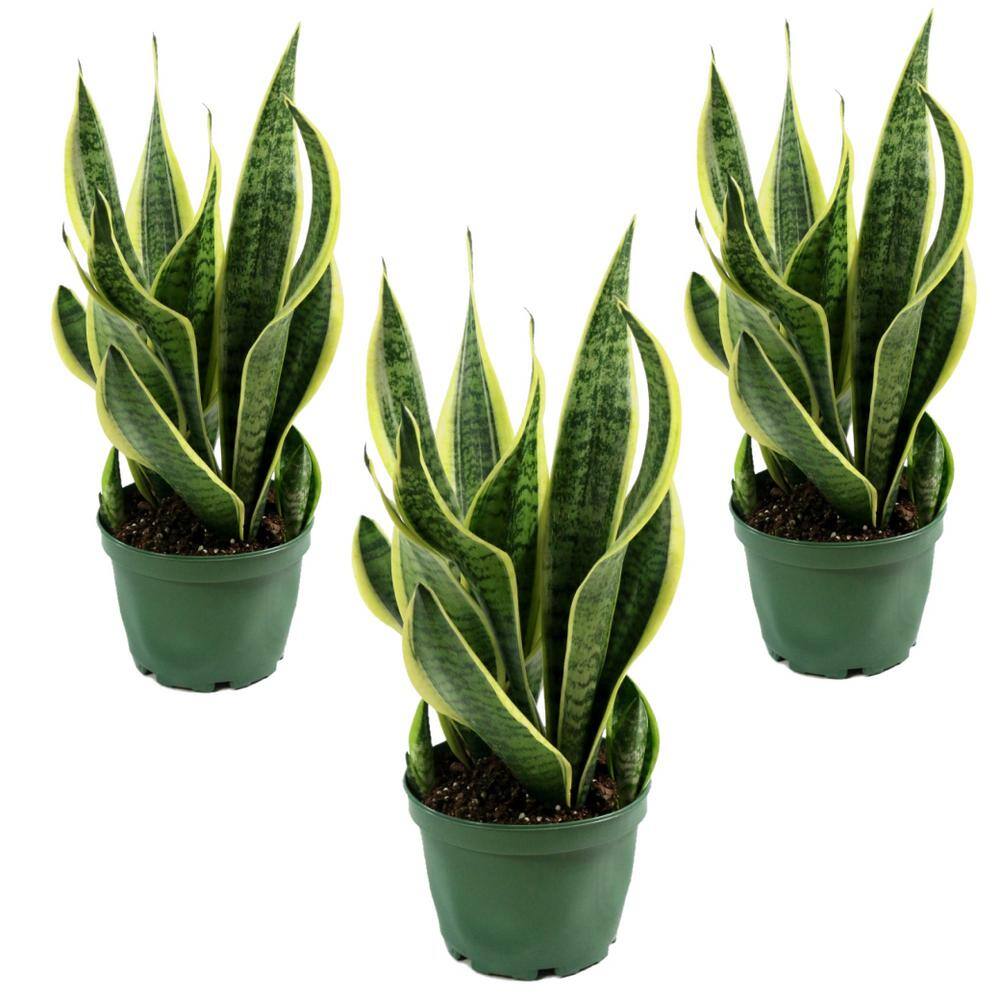 national PLANT NETWORK 4 in. Snake Plant Laurentii (3-Pack) HD1652