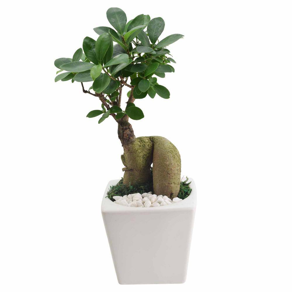 Arcadia Garden Products 4.5 in. Ginseng Ficus Bonsai White Square Carolina Ceramic Planter LV60