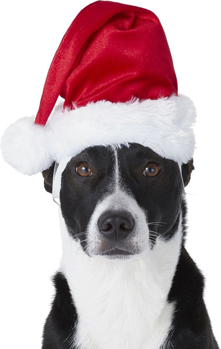 Frisco Deluxe Holiday Dog and Cat Santa Hat， 1 count