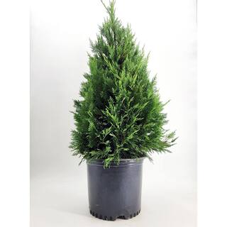 BELL NURSERY 3 Gal. Leyland Cypress (Cupressus Leylandii) Live Evergreen Tree Lush Green Foliage CYPRS3LEY1PK