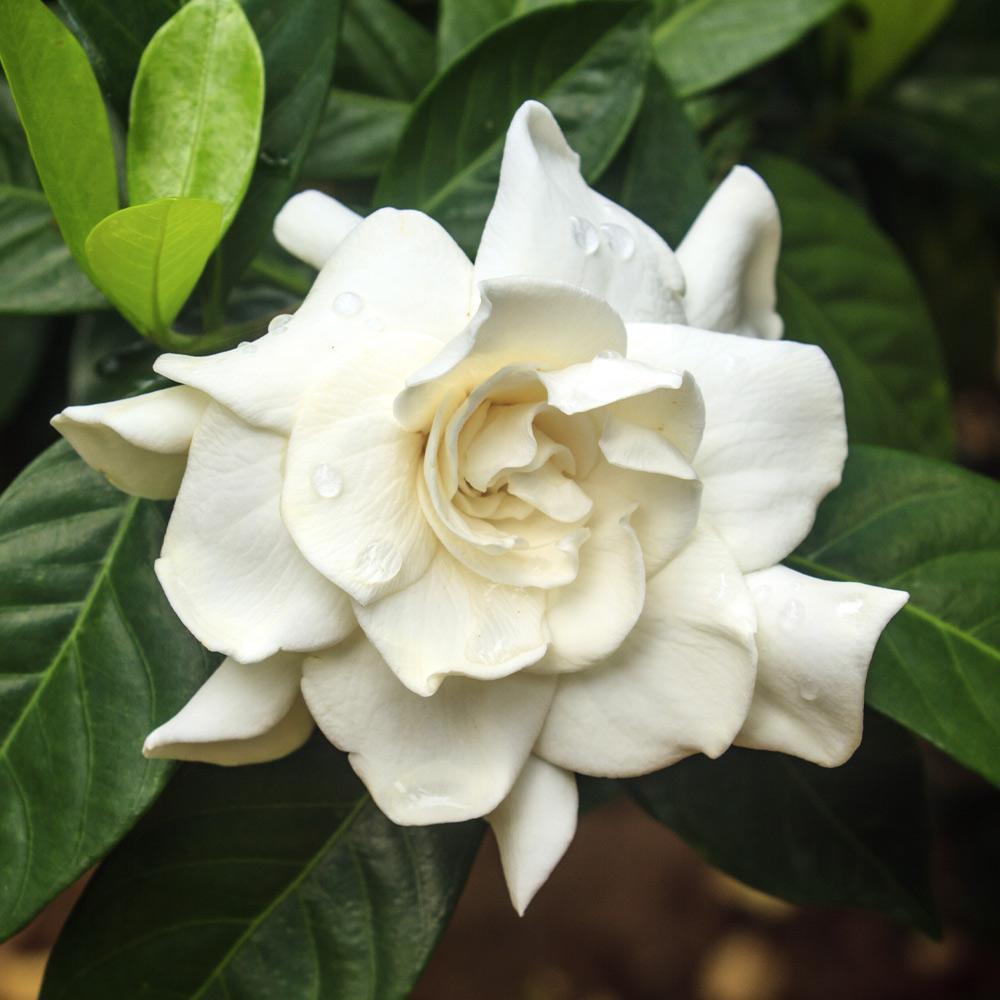 Double Blooming Gardenia Tree