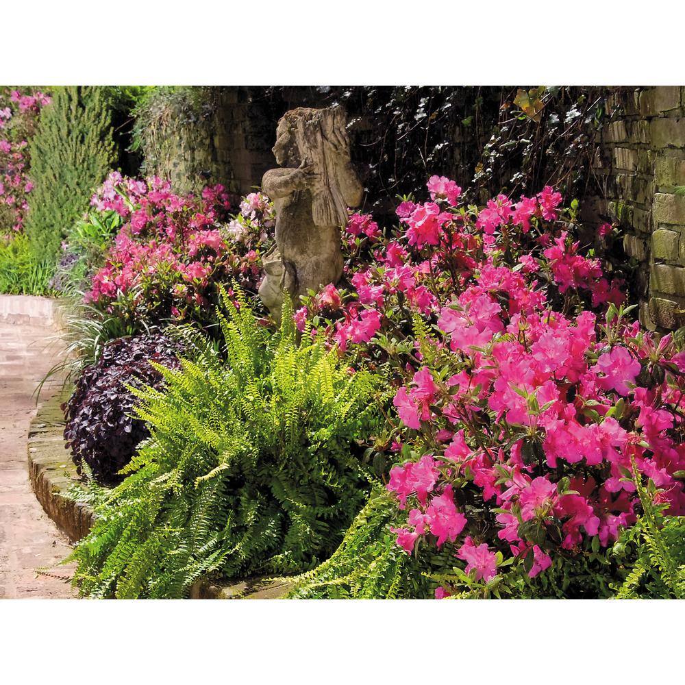 ENCORE AZALEA 1 Gal. Encore Autumn Sangria Azalea Shrub with Neon Pink Reblooming Flowers 10366