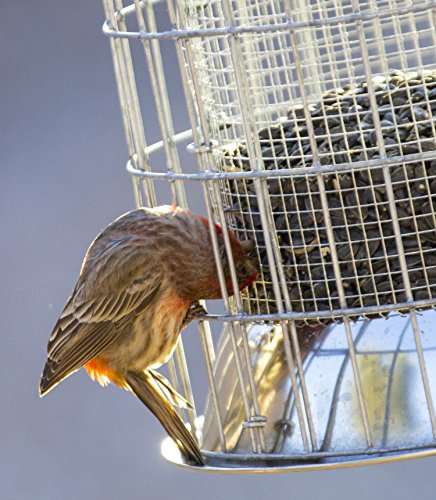 best squirrel proof bird feeder - heavy-duty repellent cage design by bird lovers!