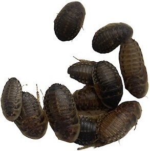 ABDragons X-Large Dubia Roaches Small Pet and Reptile Food