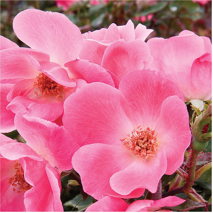 Pink Knock Out Rose Bush (3 Gallon) Flowering Semi-Evergreen Shrub with Bubble-Gum Pink Single-form Blooms - Full Sun Live Outdoor Plant